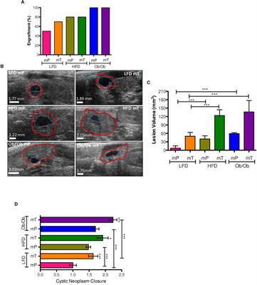 Organoid-Transplant Model Systems to Study the Effects of Obesity on the Pancreatic Carcinogenesis in vivo